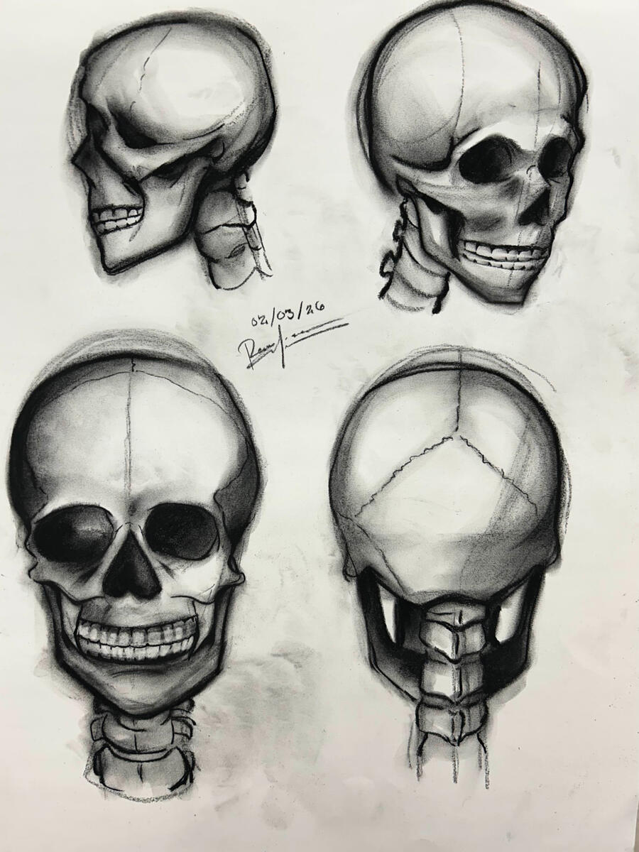 skull studies ; charcoal