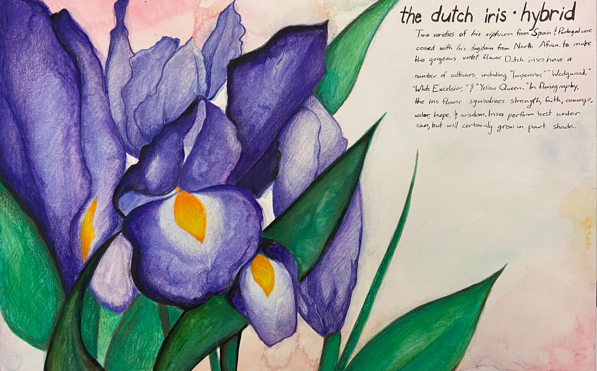 botanical study ; gouache & colored pencil