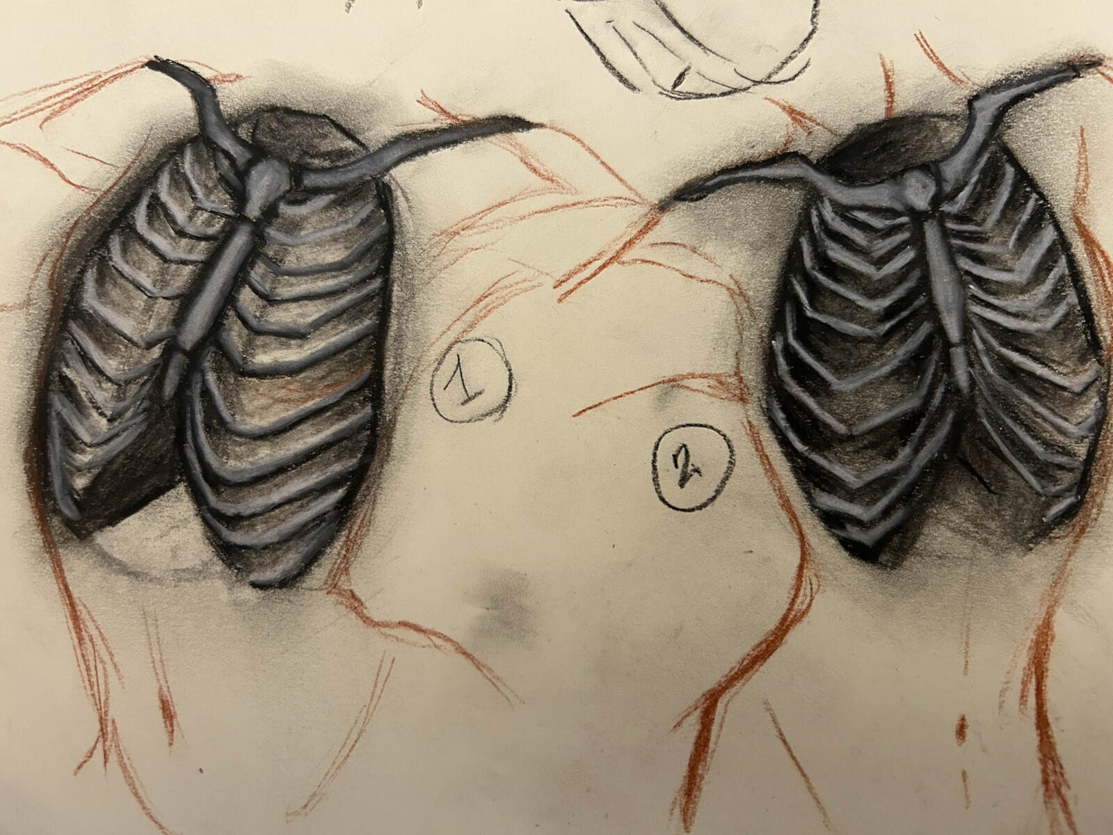 ribcage study ; charcoal